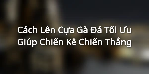 Cách Lên Cựa Gà Đá Tối Ưu Giúp Chiến Kê Chiến Thắng