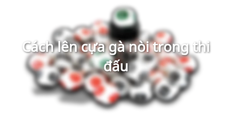 Cách lên cựa gà nòi trong thi đấu