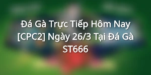 Đá Gà Trực Tiếp Hôm Nay [CPC2] Ngày 26/3 Tại Đá Gà ST666