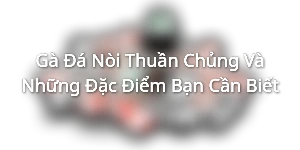Gà Đá Nòi Thuần Chủng Và Những Đặc Điểm Bạn Cần Biết