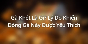 Gà Khét Là Gì? Lý Do Khiến Dòng Gà Này Được Yêu Thích