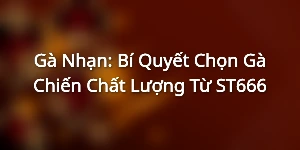 Gà Nhạn: Bí Quyết Chọn Gà Chiến Chất Lượng Từ ST666