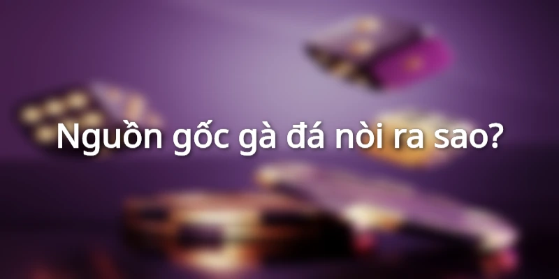 Nguồn gốc gà đá nòi ra sao?
